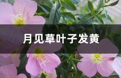 月见草