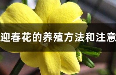 迎春花