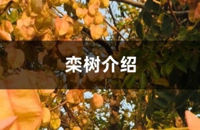 栾树