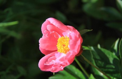 红芍药的花语传递着什么信息，看这里