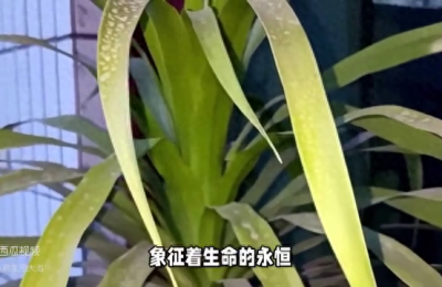 香龙血树开花是什么兆头，香龙血树开花的寓意和象征