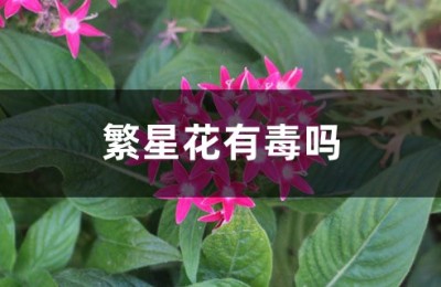 繁星花