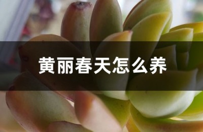 黄丽