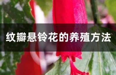 悬铃花