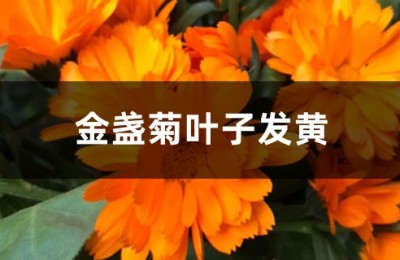 金盏菊