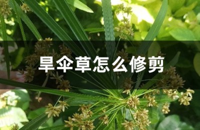 旱伞草