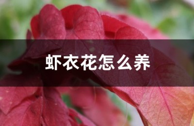 虾衣花