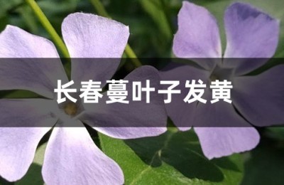 长春蔓