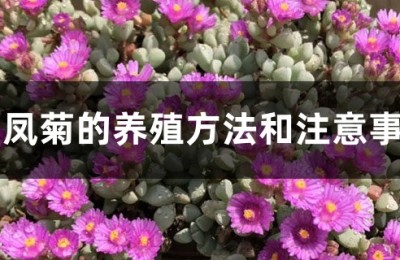 白凤菊