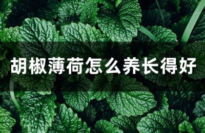 胡椒薄荷