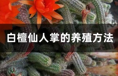 白檀仙人掌