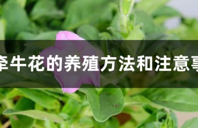 牵牛花