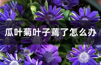 瓜叶菊