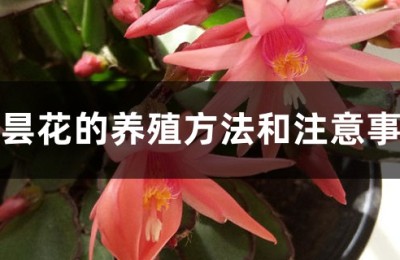 假昙花