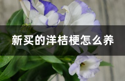 洋桔梗