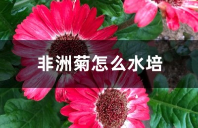 非洲菊