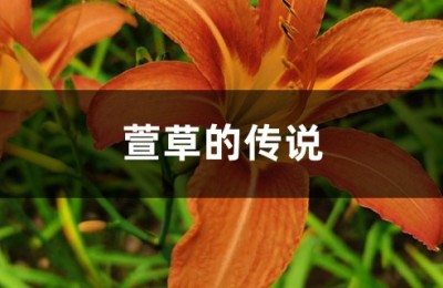 萱草