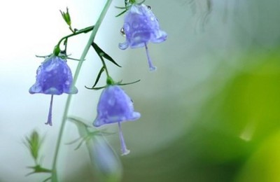 风铃草的花语和寓意：每一个花瓣都有故事