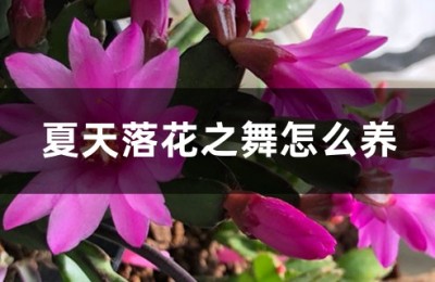 落花之舞