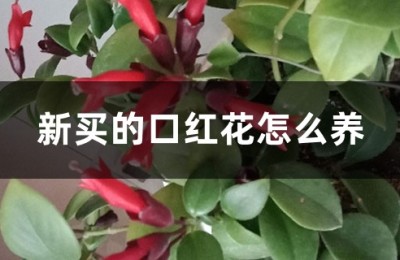 口红花