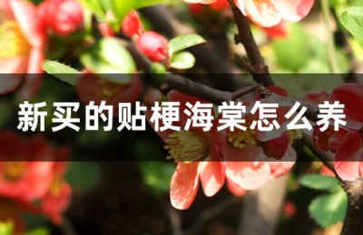 贴梗海棠