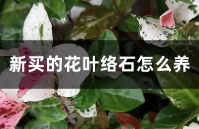 花叶络石