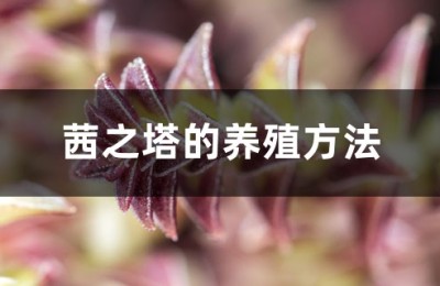 茜之塔