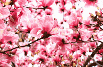 桃花的样子和特点