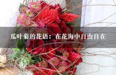 瓜叶菊的花语：在花海中自由自在