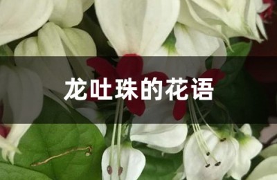 龙吐珠