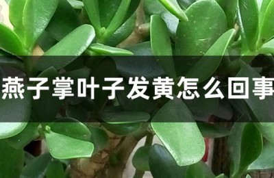 燕子掌