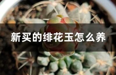 绯花玉