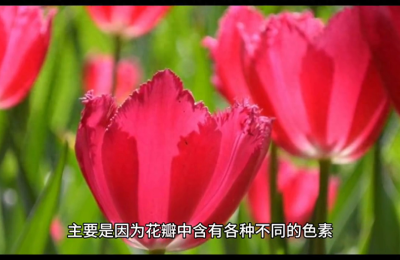 花为何有各种颜色，花为什么是五颜六色的科学解释