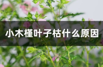 木槿