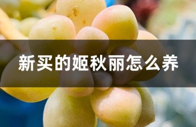 姬秋丽