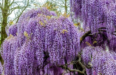 深入探究紫藤花的花语含义