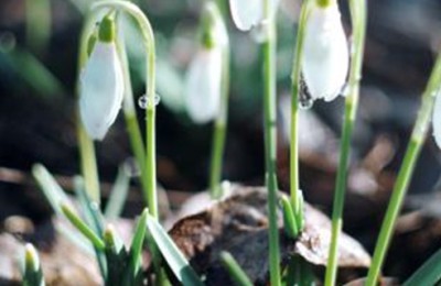 雪滴花