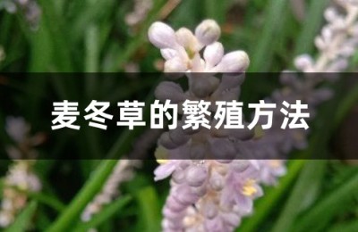 麦冬草