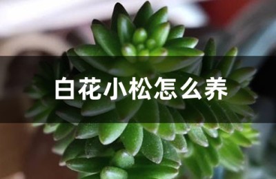 白花小松