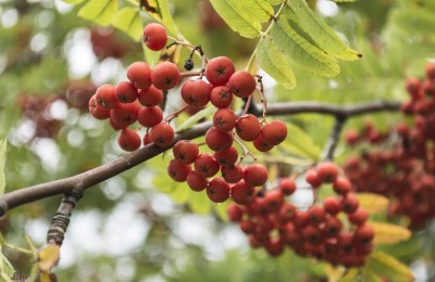 山楂树种植和管理方法，山楂树的栽培育苗注意事项