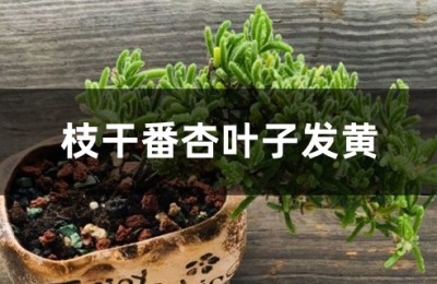 枝干番杏