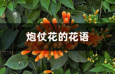 炮仗花