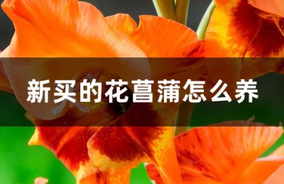 花菖蒲