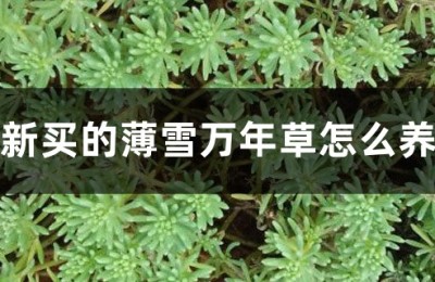 薄雪万年草