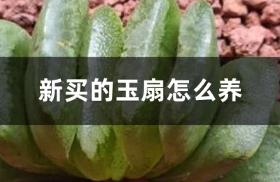 玉扇