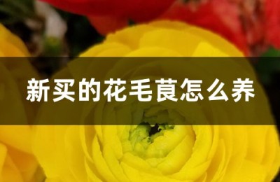 花毛茛