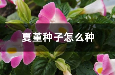 夏堇