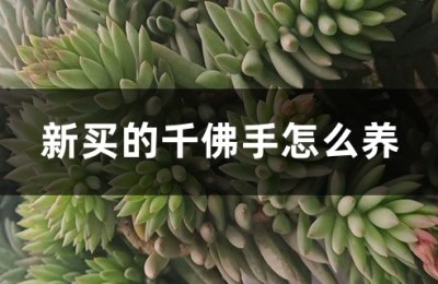 千佛手