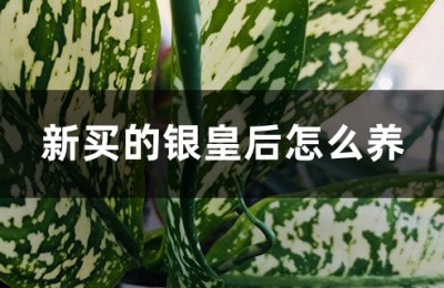 银皇后