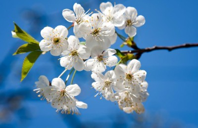 梅花什么时候开，梅花开到几月份